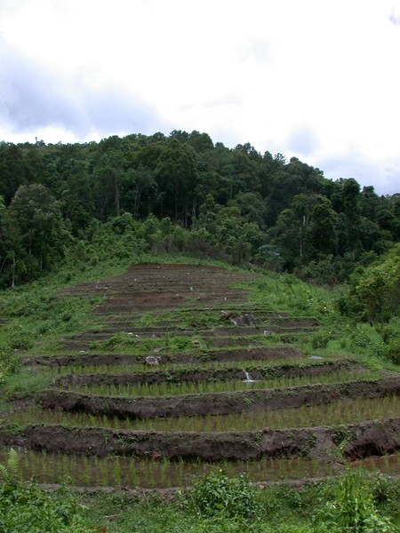 Rice Field Terraces